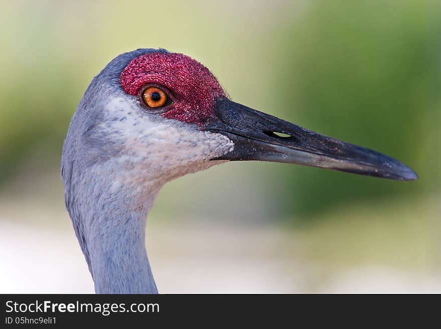 Close up of sandhill crane in profile