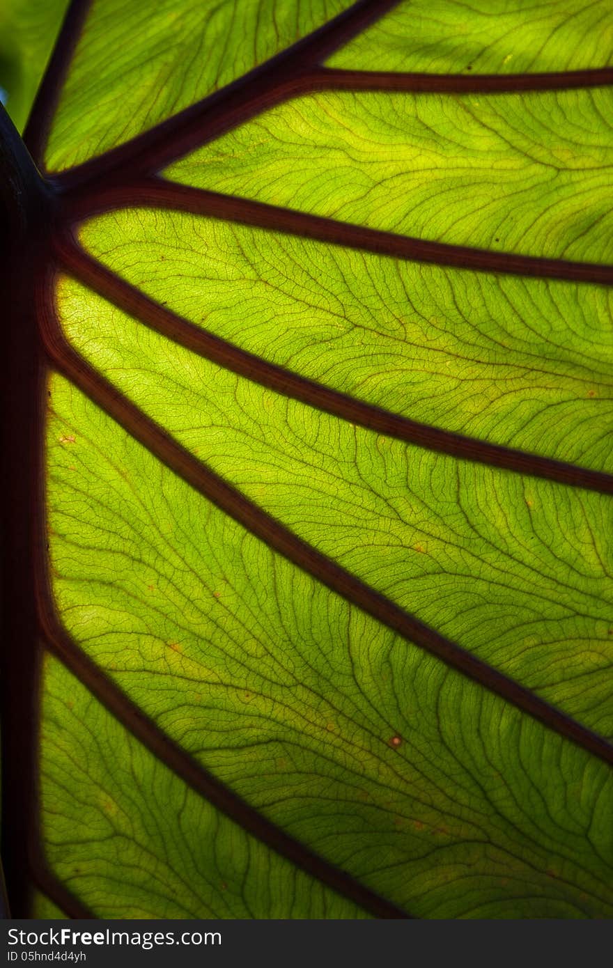 Elephant leaf backlighted