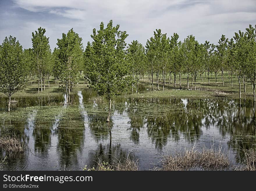 Flood orchard by the rain