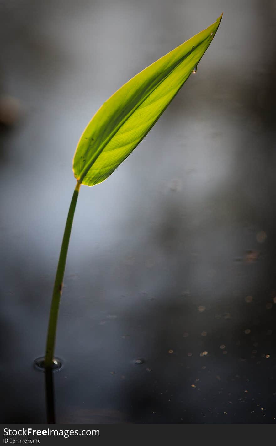 Single leaf over reflective water of gray swamp