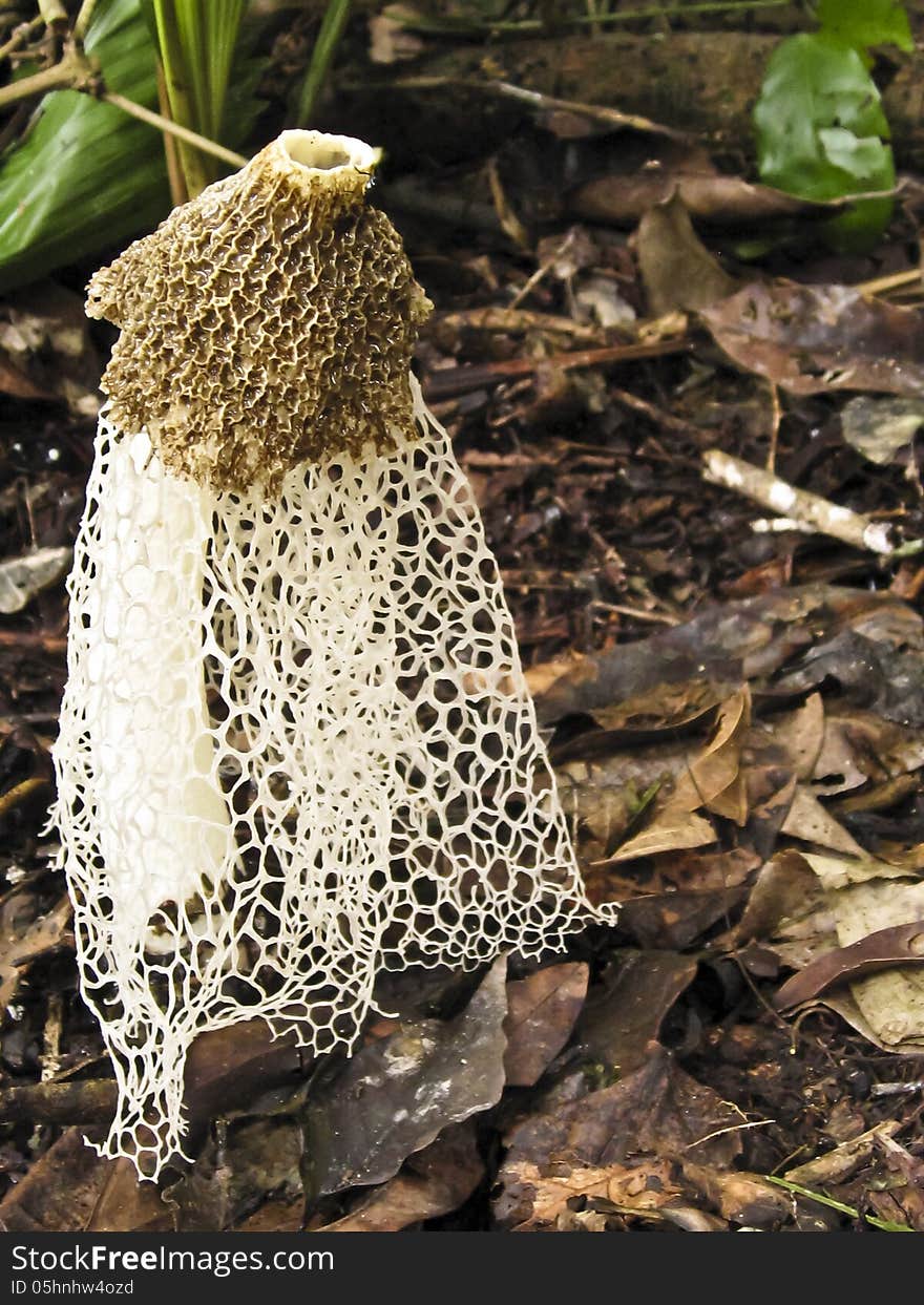 This interesting mushroom sprouts a honeycomb cap and a skirt that resembles the veil of a bride, yet is known as a stinkhorn because it gives off a horrific odor from the slime on the pits of the cap that attracts flies and helps disperse spores. This interesting mushroom sprouts a honeycomb cap and a skirt that resembles the veil of a bride, yet is known as a stinkhorn because it gives off a horrific odor from the slime on the pits of the cap that attracts flies and helps disperse spores.