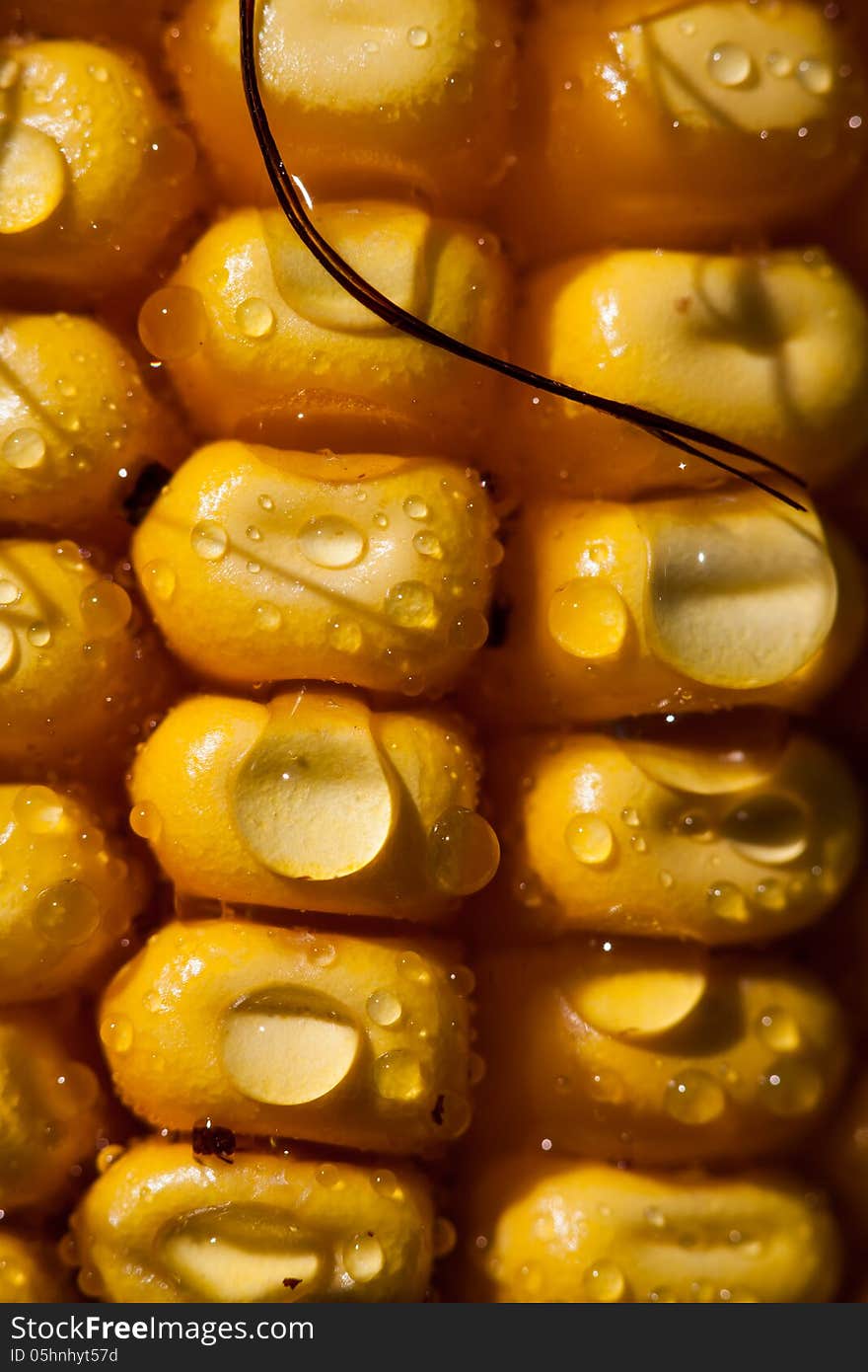 Three vertical rows of corn kernels, dripping with dew