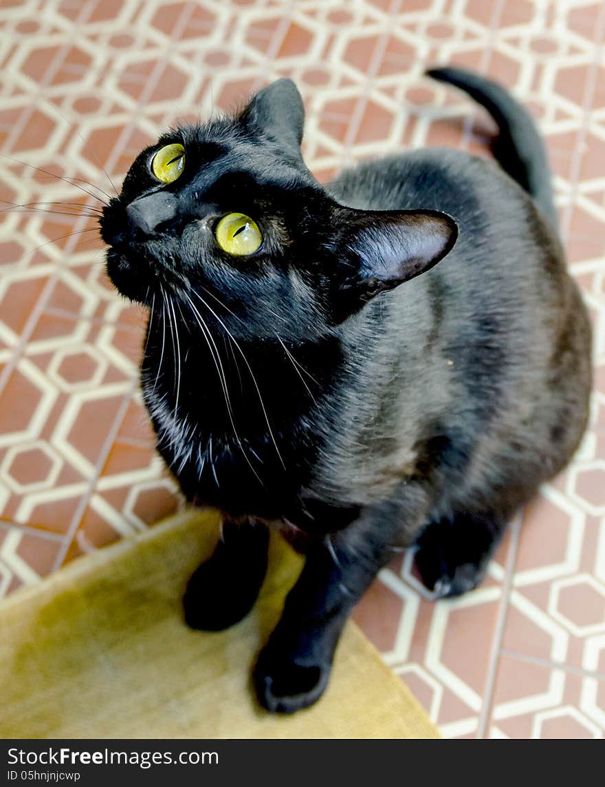 COlorful portrait of a black cat