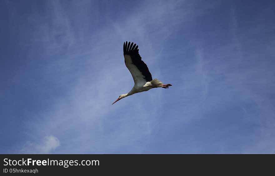 Stark flying free like a bird