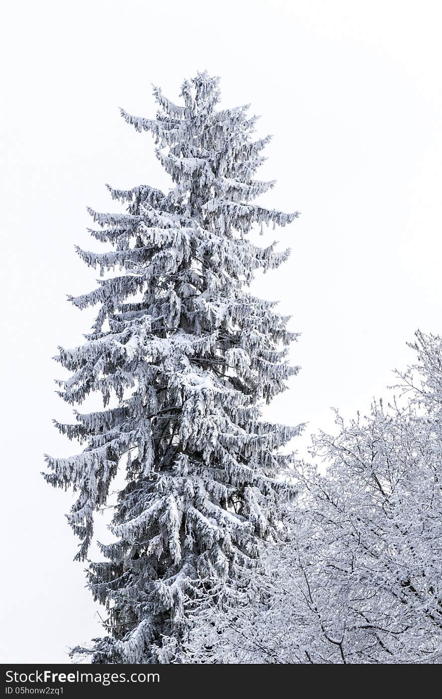 Detail of a conifer covered with snow