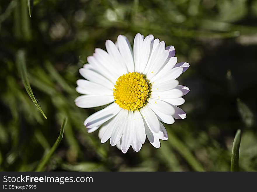 Closeup of a white daisy &x28;Bellis perennis&x29