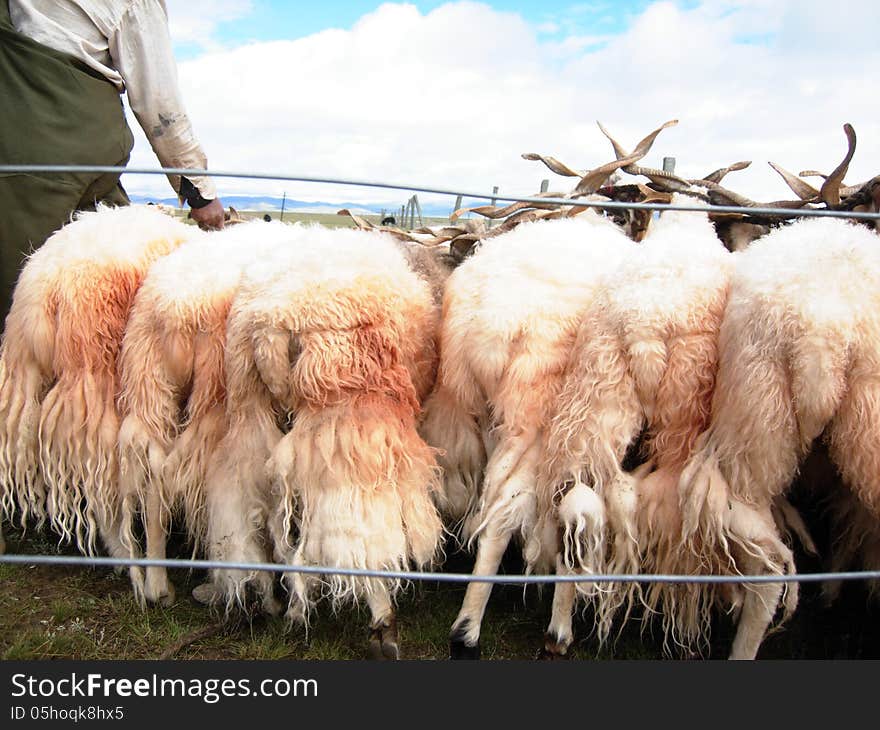 Many sheep for sell and one man standing near them. Many sheep for sell and one man standing near them