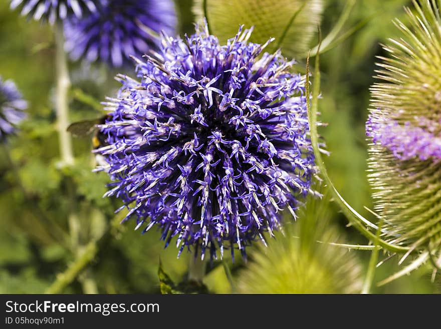 Closeup of a thistle, Onopordum acanthium