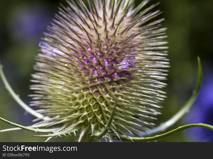 Macro Of A Thistle, Onopordum Acanthium