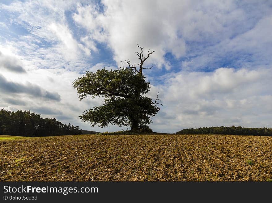 Shot in mecklenburg, germany. a very old oak on the top of a hill, fallowed filed around and allways windy. the oak is a landmark for this area. Shot in mecklenburg, germany. a very old oak on the top of a hill, fallowed filed around and allways windy. the oak is a landmark for this area.