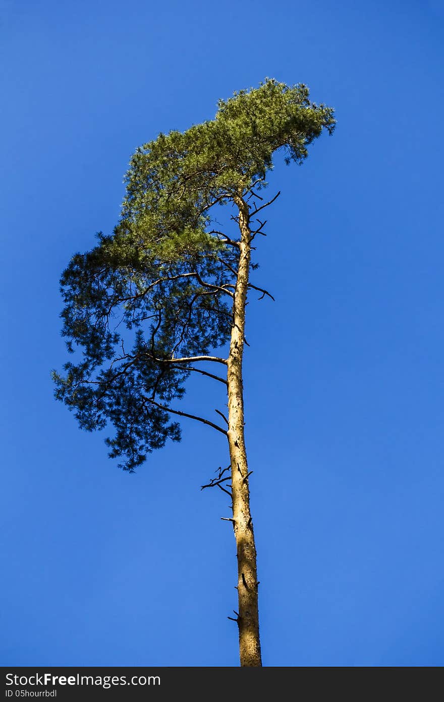 Treetop of a Pine isolated on a deep blue sky