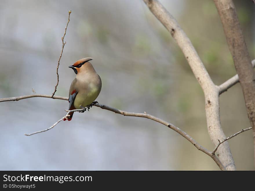 Japanese Waxwing