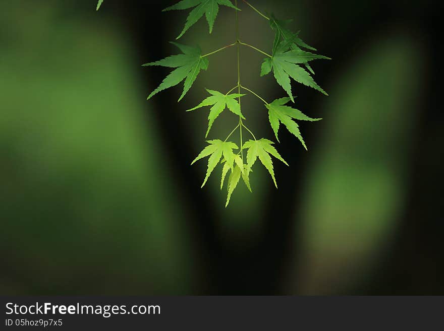 Green leaves