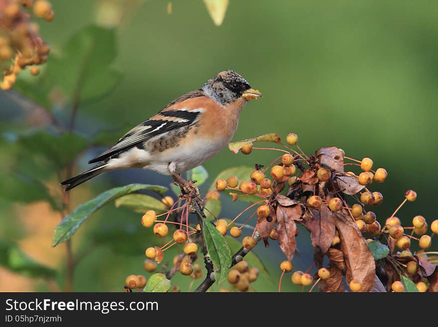 In Japan, they come in autumn and leave in spring (winter bird). In Japan, they come in autumn and leave in spring (winter bird).