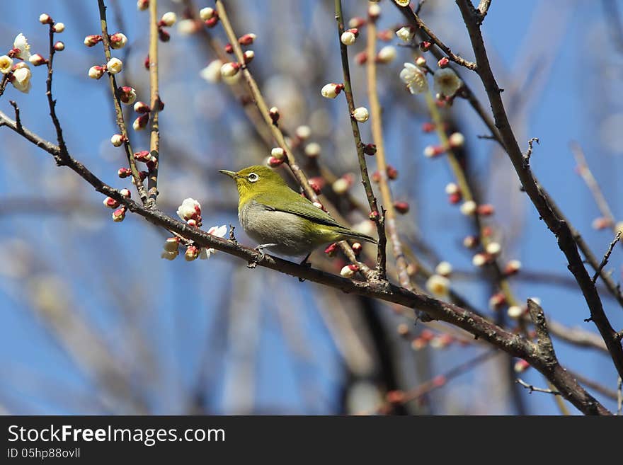 Japanese White-eye