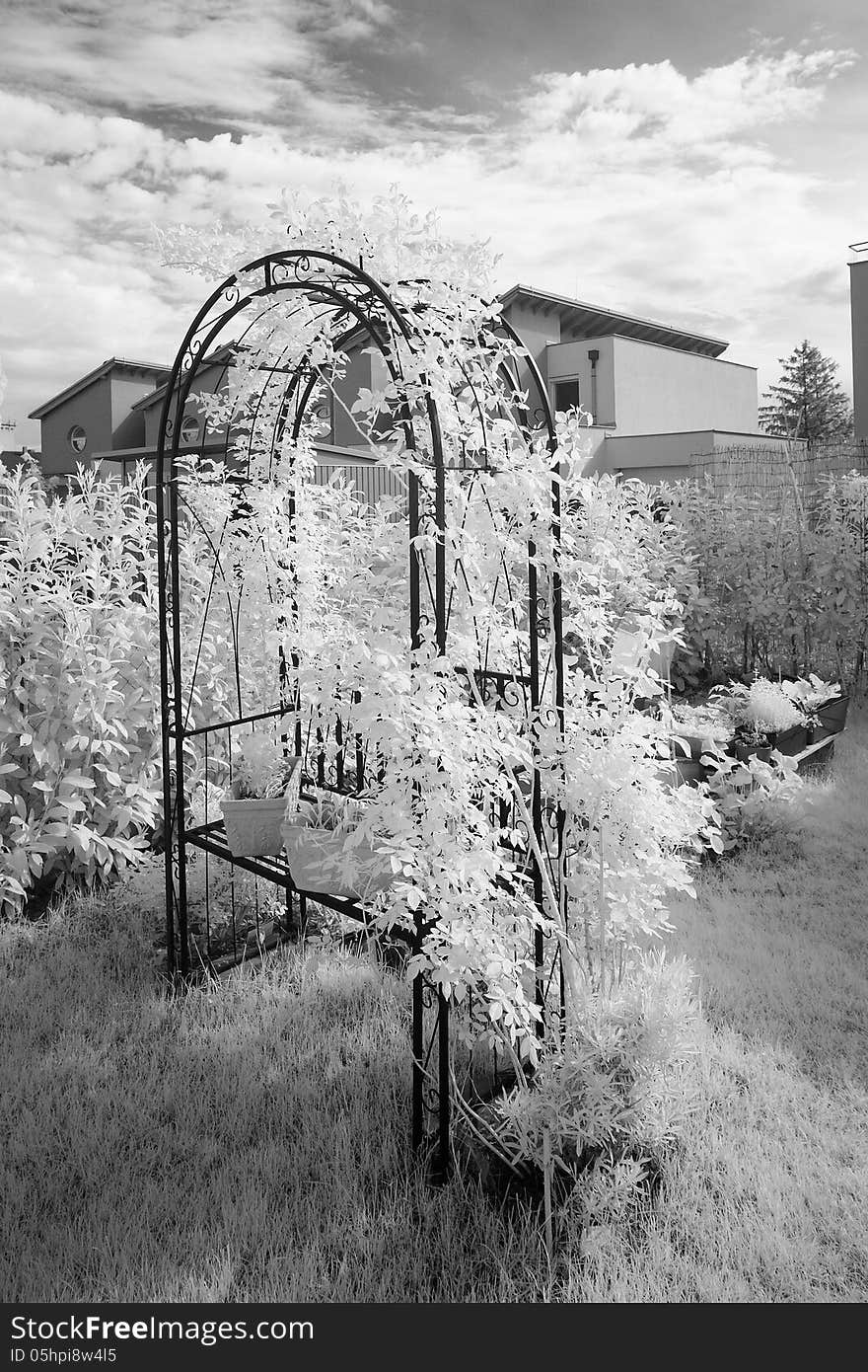 Rose Arch Infrared