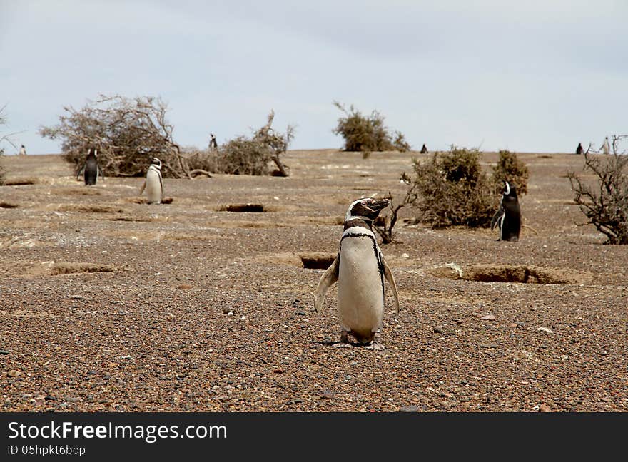 Penguins Magellanic in the wild nature. Patagonia.