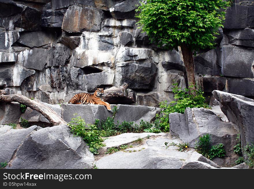 A TIGER IN THE TIERPARK, A BERLIN ZOO. A TIGER IN THE TIERPARK, A BERLIN ZOO