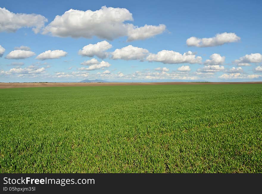 Wheat grass meadow in early spring. Wheat grass meadow in early spring