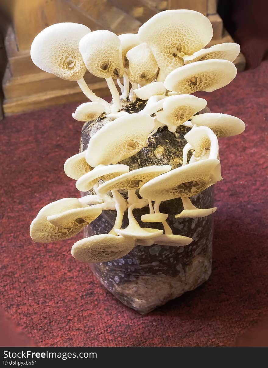 Mushrooms in the produce of the farmers in the show room