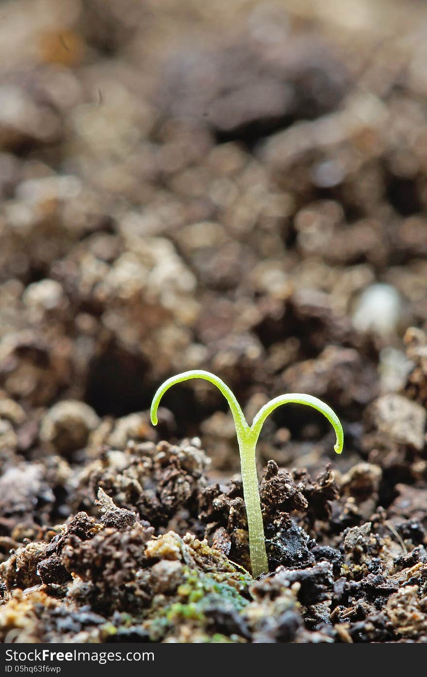 Fresh light green bud coming out of soil. Fresh light green bud coming out of soil.