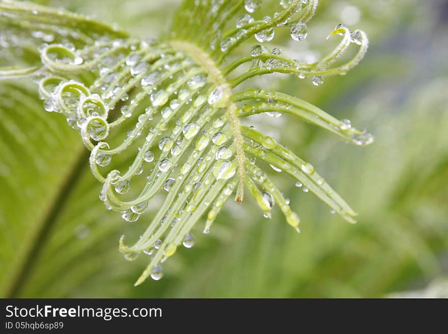 Dewdrops on green leaf