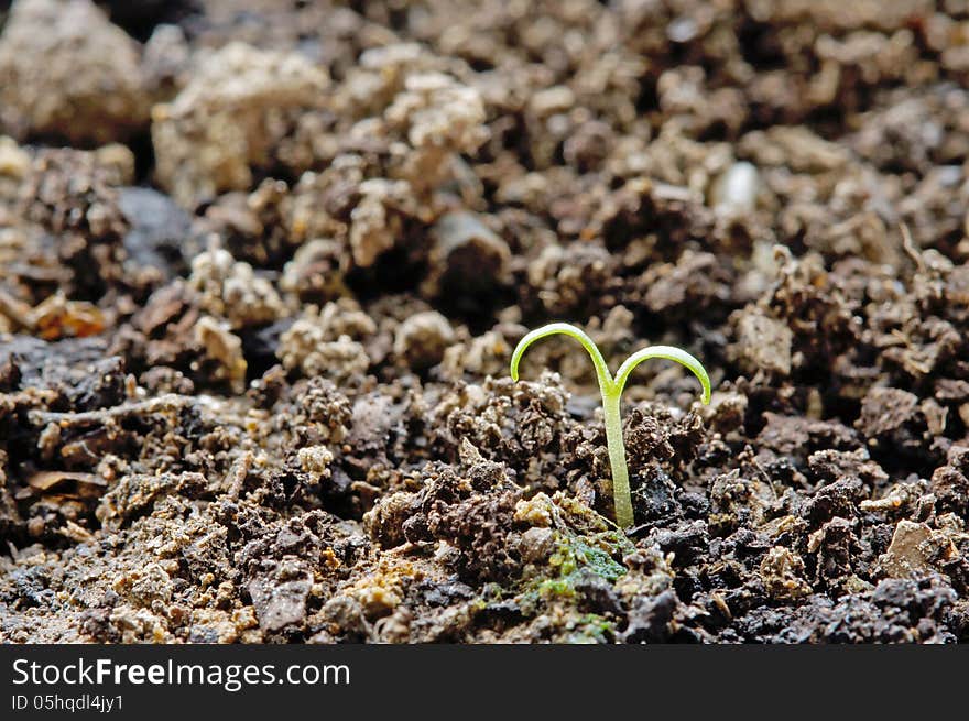 Fresh light green bud coming out of soil. Fresh light green bud coming out of soil.