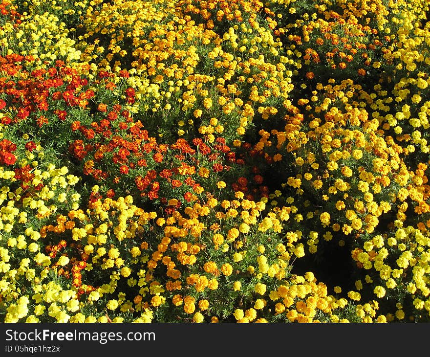 Beautiful Bed Of Flowers Tagetes