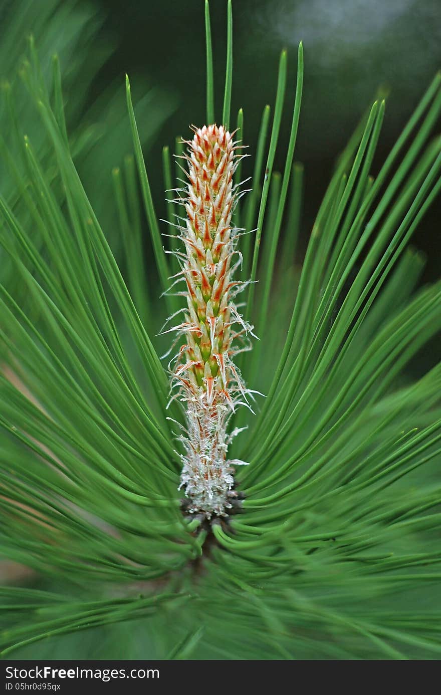 Branch of pine tree with green cone. Branch of pine tree with green cone