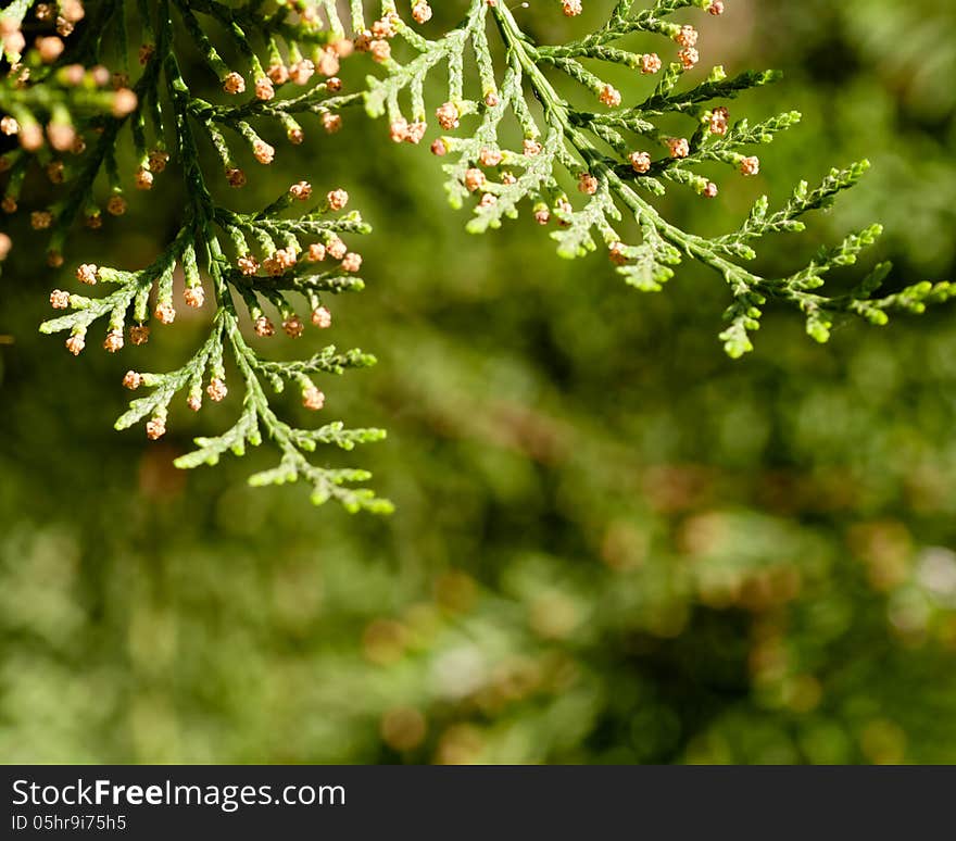 branches of the tree thuja