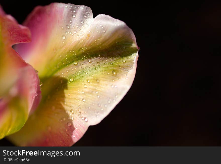 Flower of tulip with the water drops