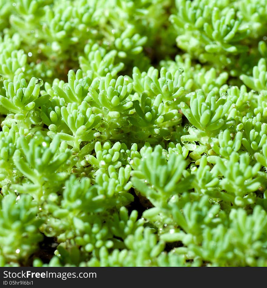 Background of green grass with drops