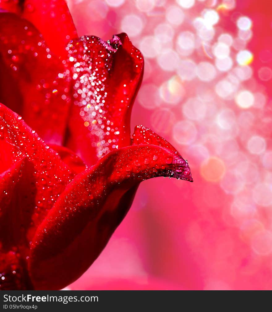 Flower Of Tulip With Drops Of Water