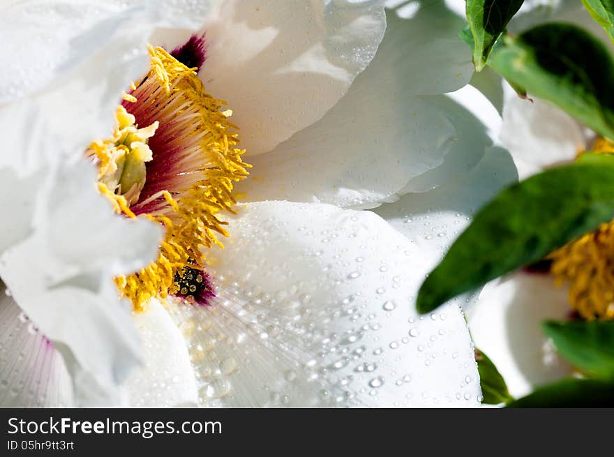 Flower Peony With Drops Of Water