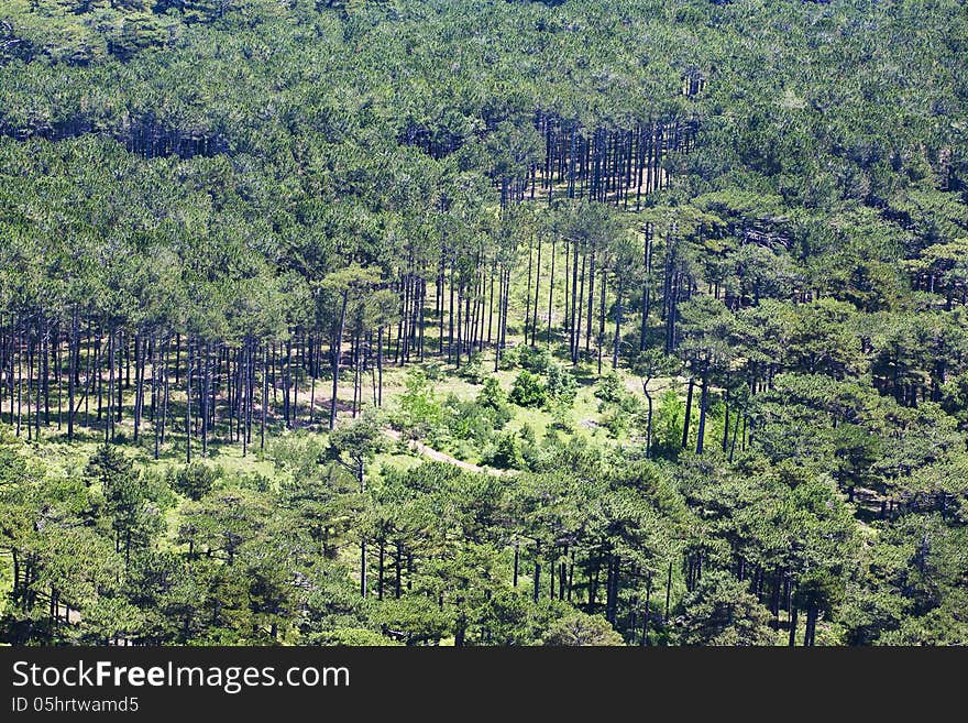 Forest View From Above Natural Background