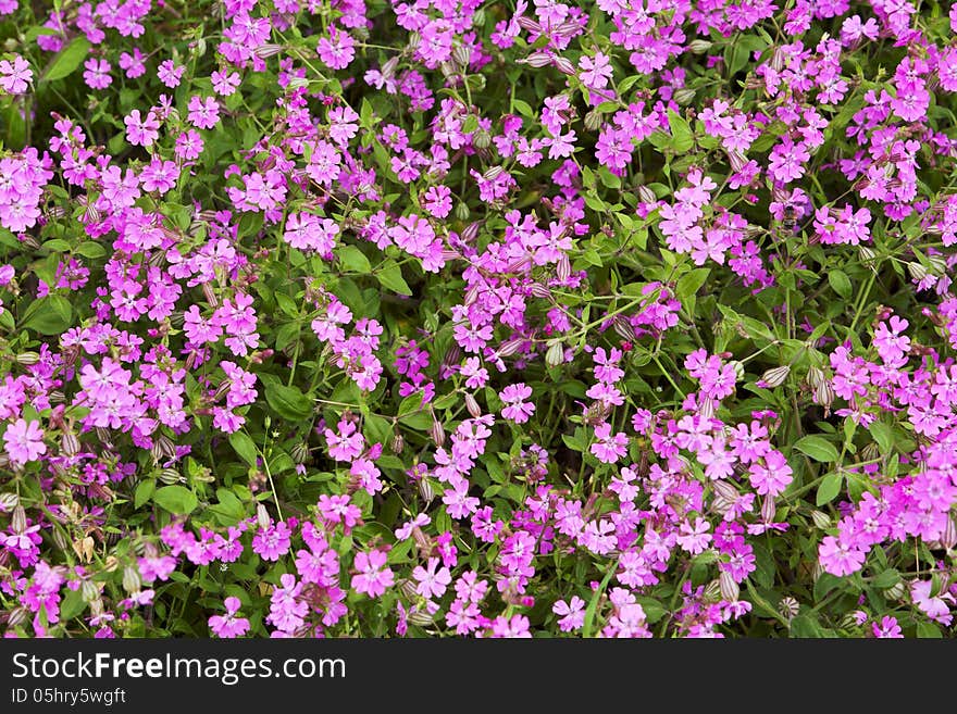 Natural herbal background small pink flowers on green lawn