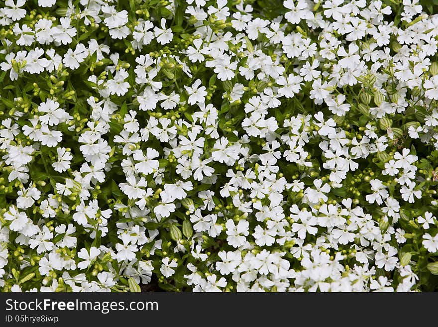 Natural herbal background small white flowers