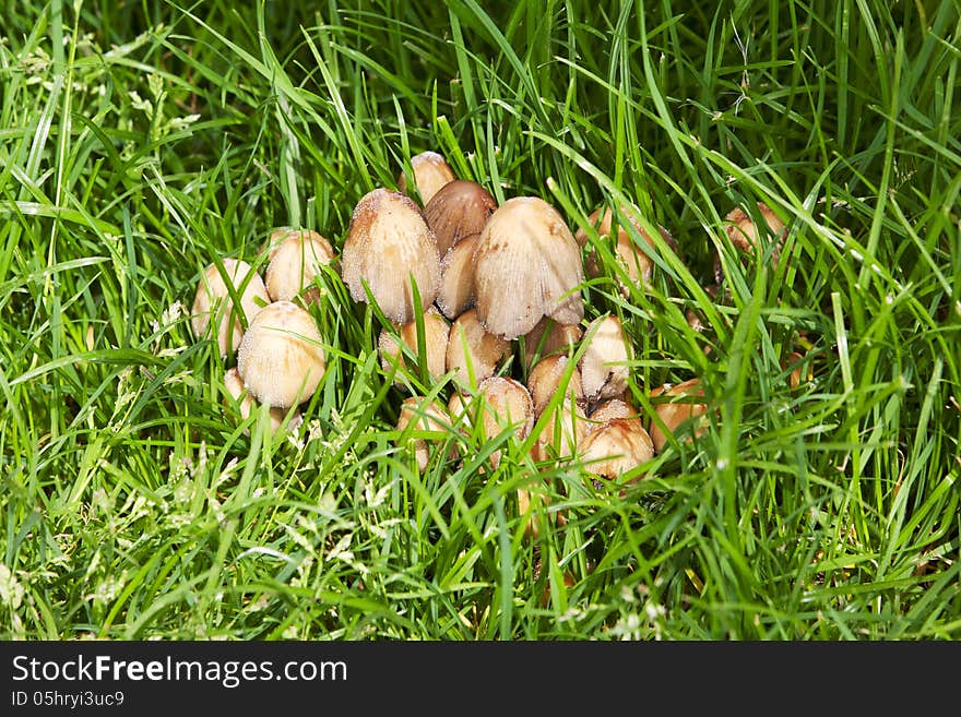 Group of Grey mushroom Coprinus among green grass