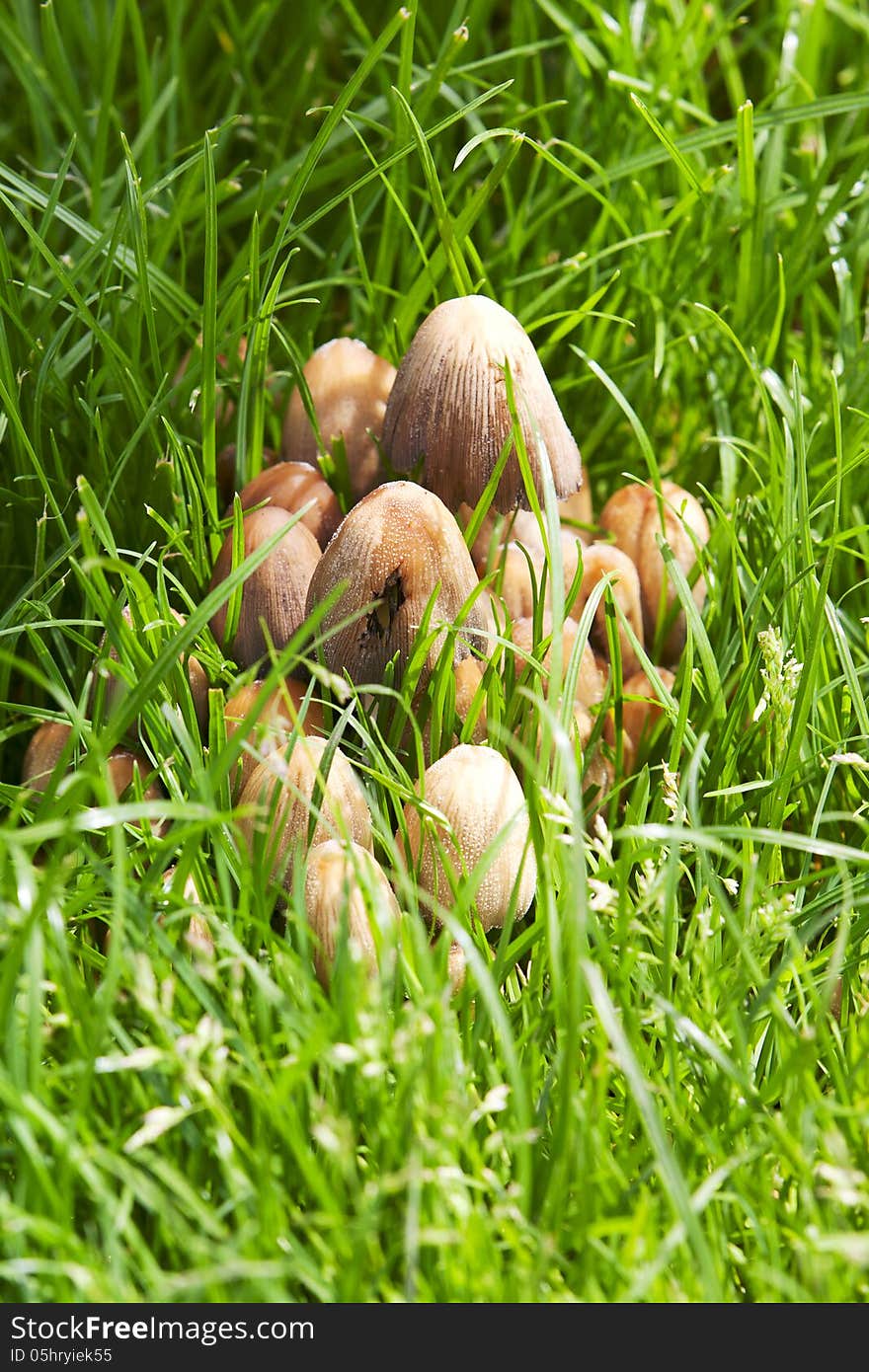 Group of Grey mushroom Coprinus among green grass