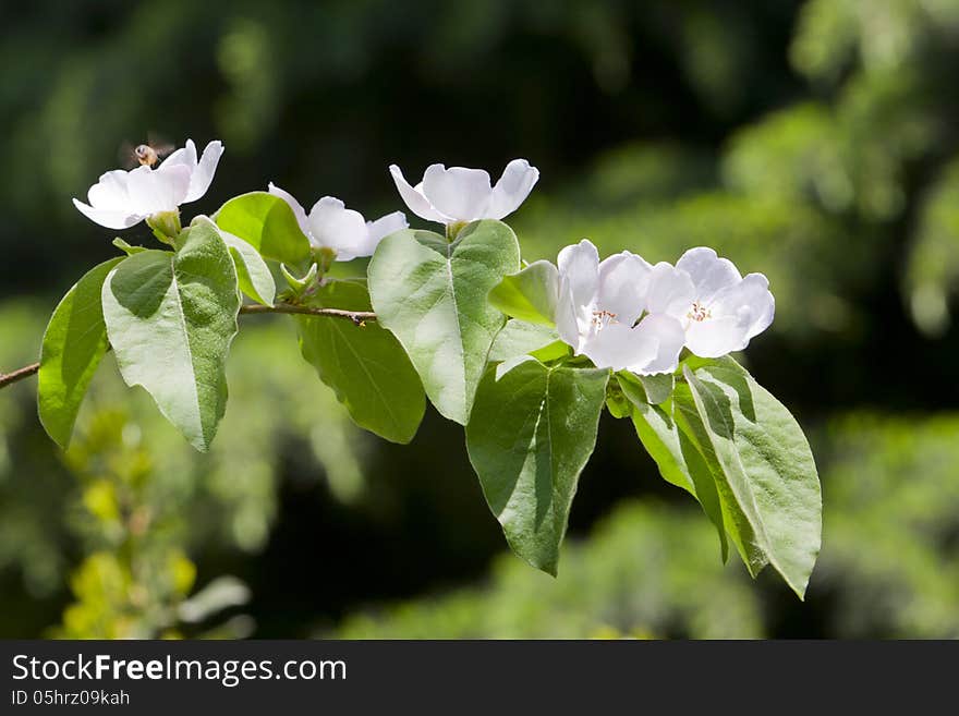 Spring jasmine white blossoms in full bloom on blue background. Spring jasmine white blossoms in full bloom on blue background