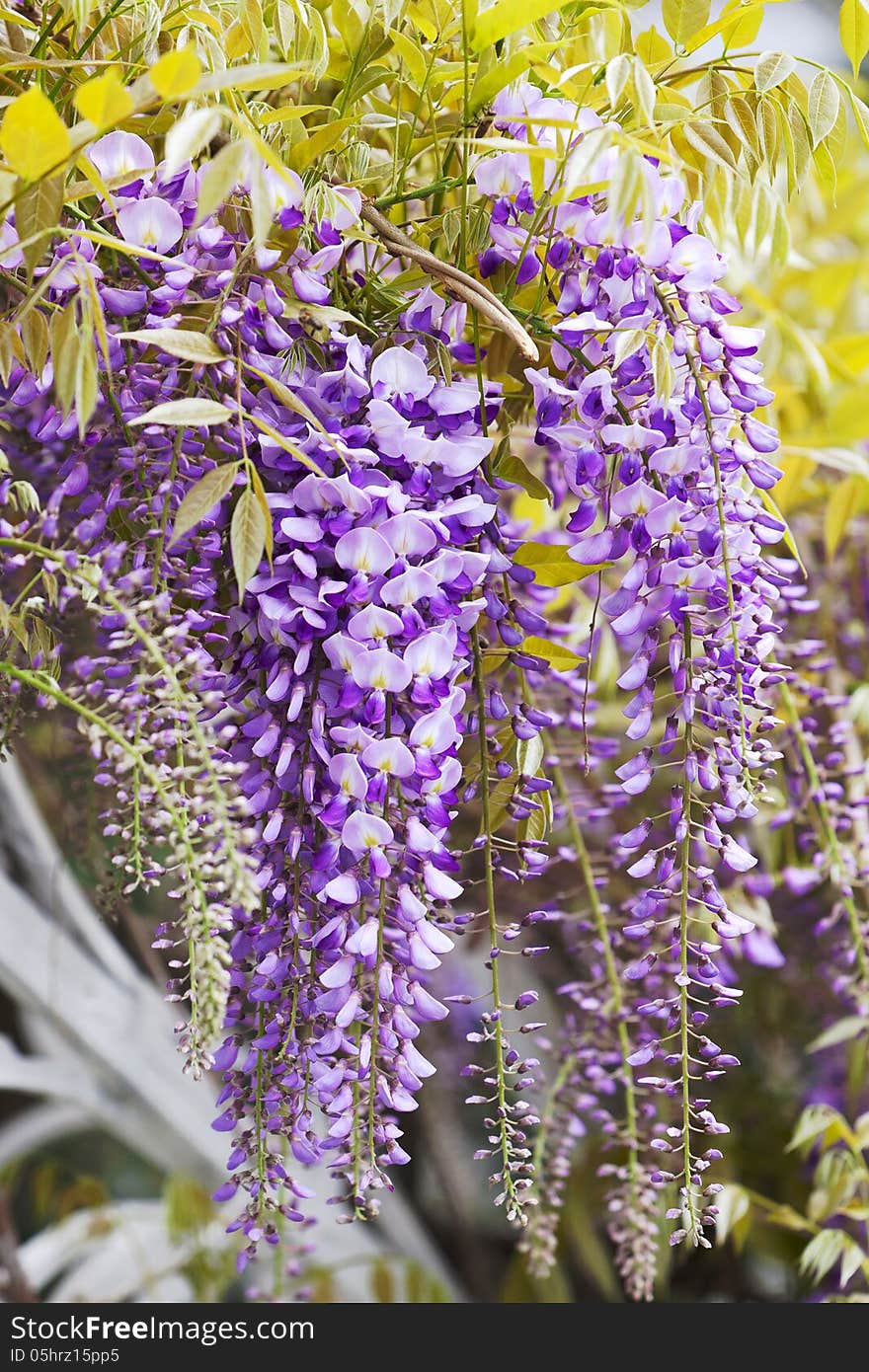 Clusters Of Wisteria Blossoms