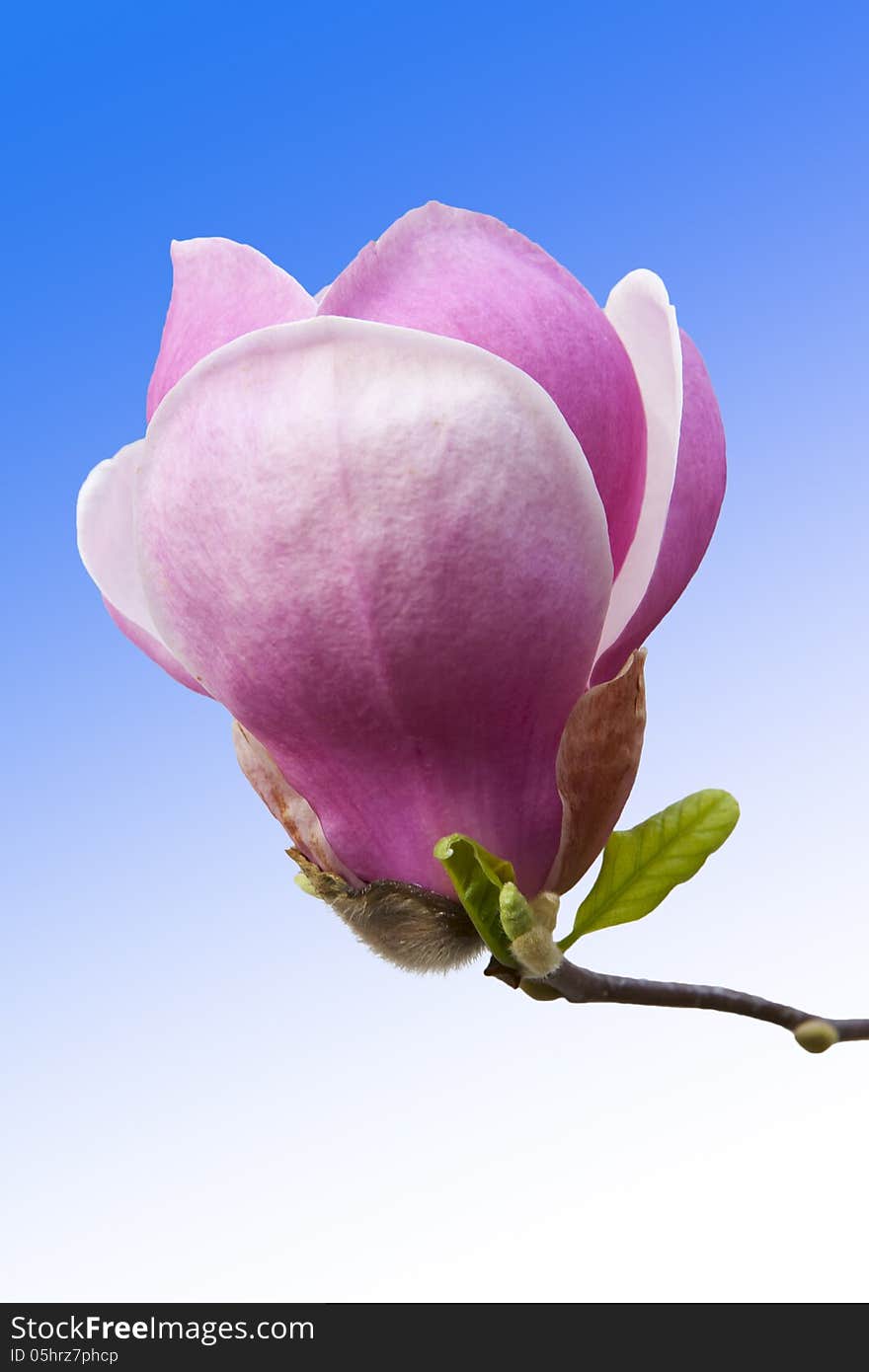 Pink magnolia flower bud closeup