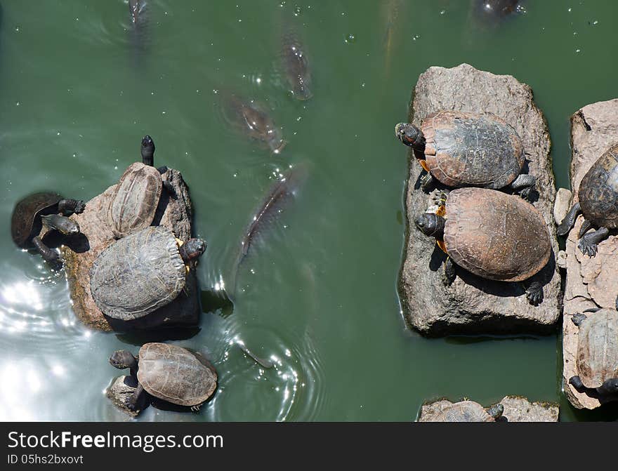 Sunbathing turtles on rocks and carp in pond of park