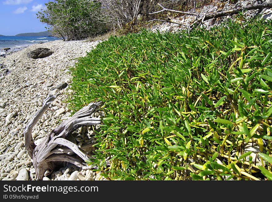 Sea Purslane