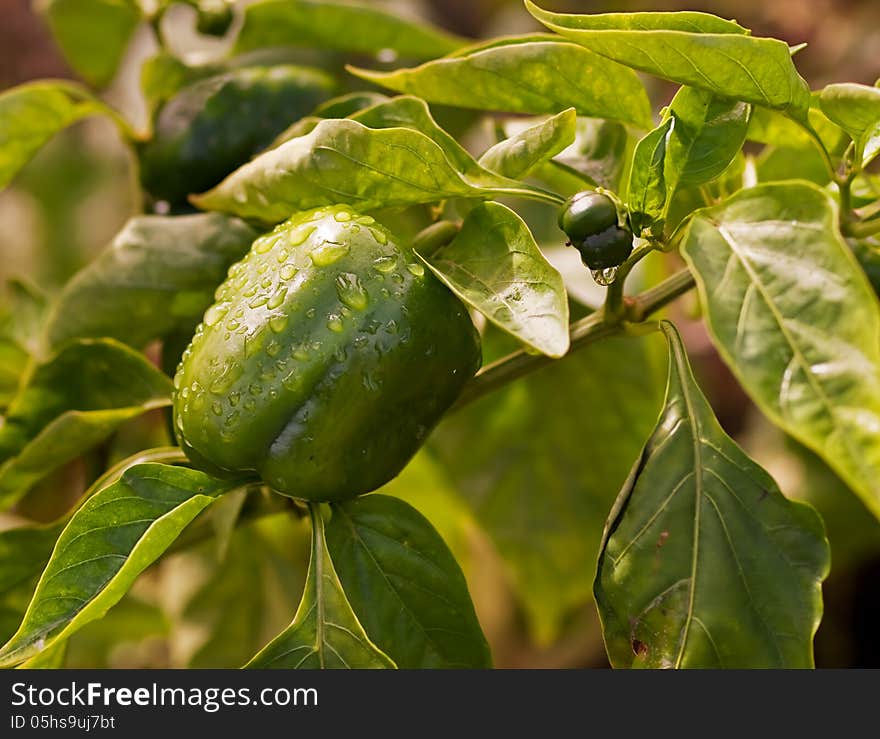 Fresh Green Produce Growing Capsicum