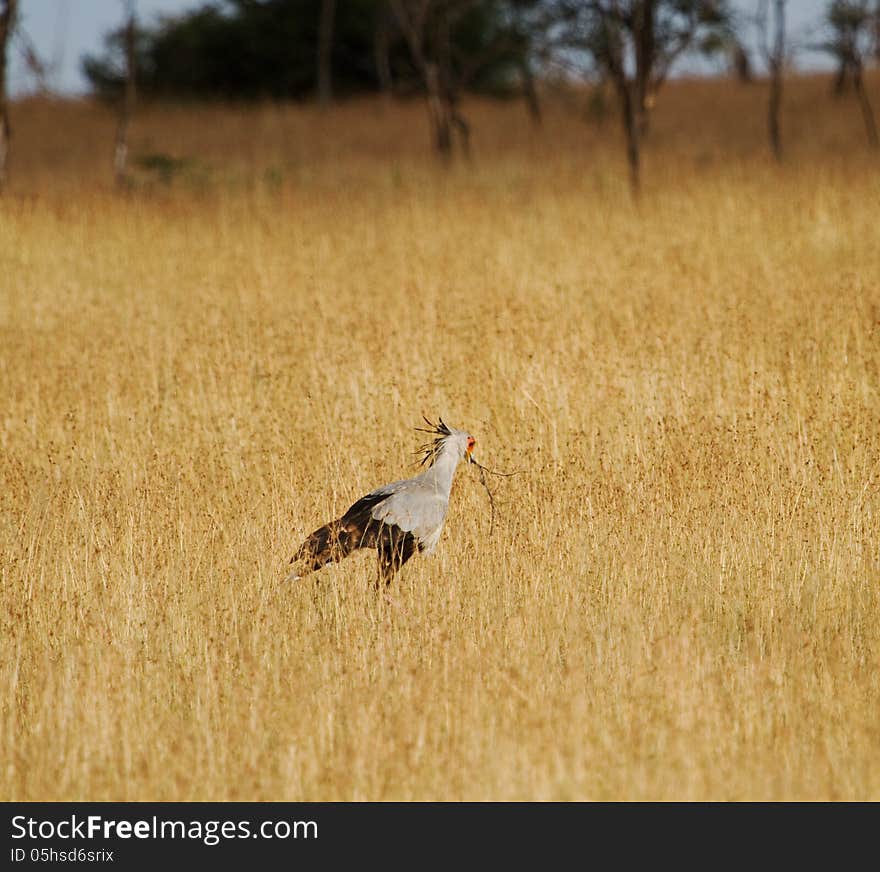 Secretary bird carrying grass in Africa