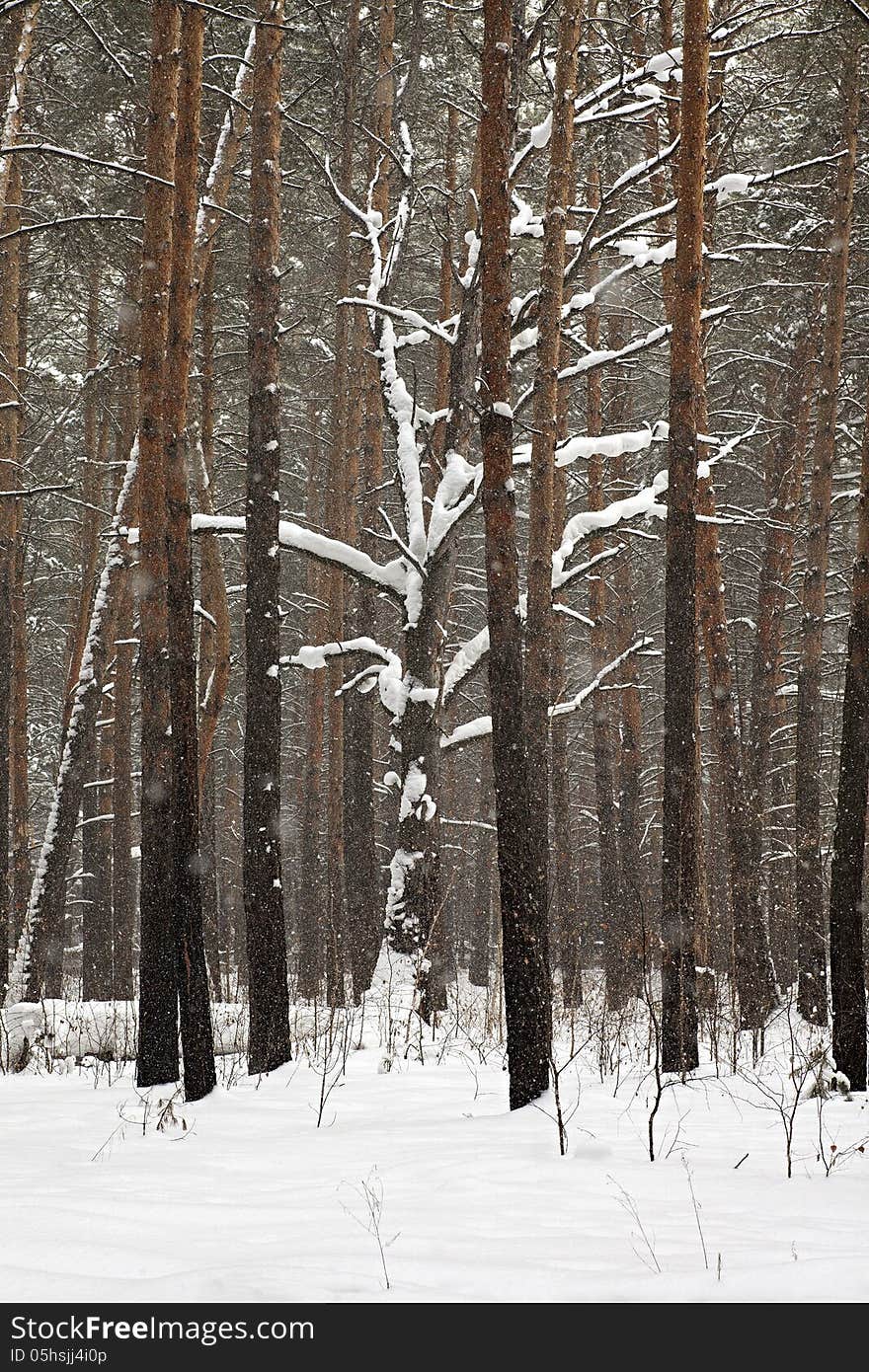 Beautiful Winter Forest