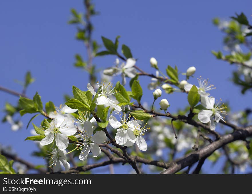 Flowering cherry.