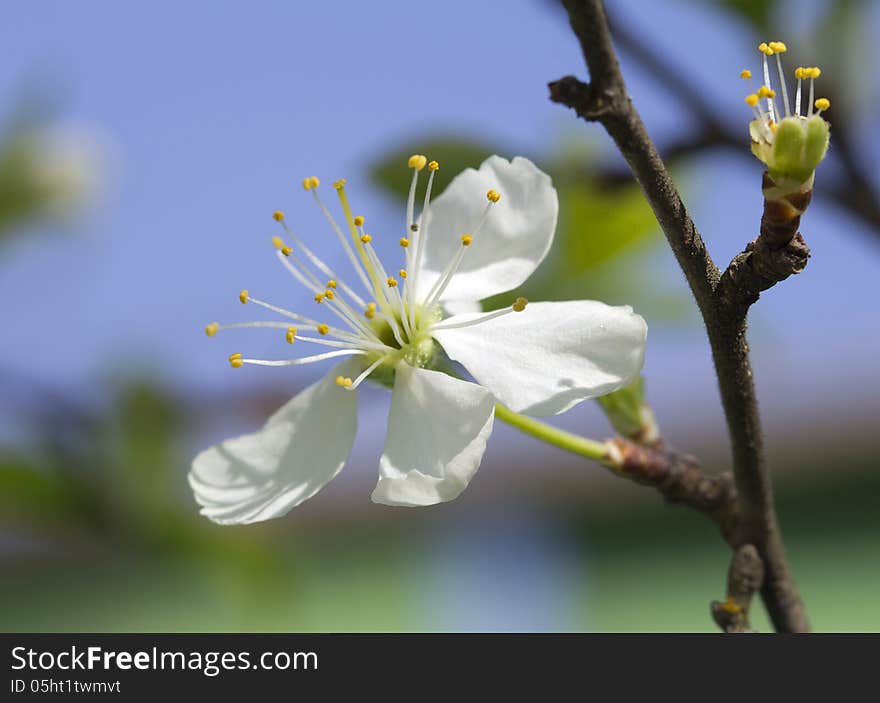 Flowering Cherry.