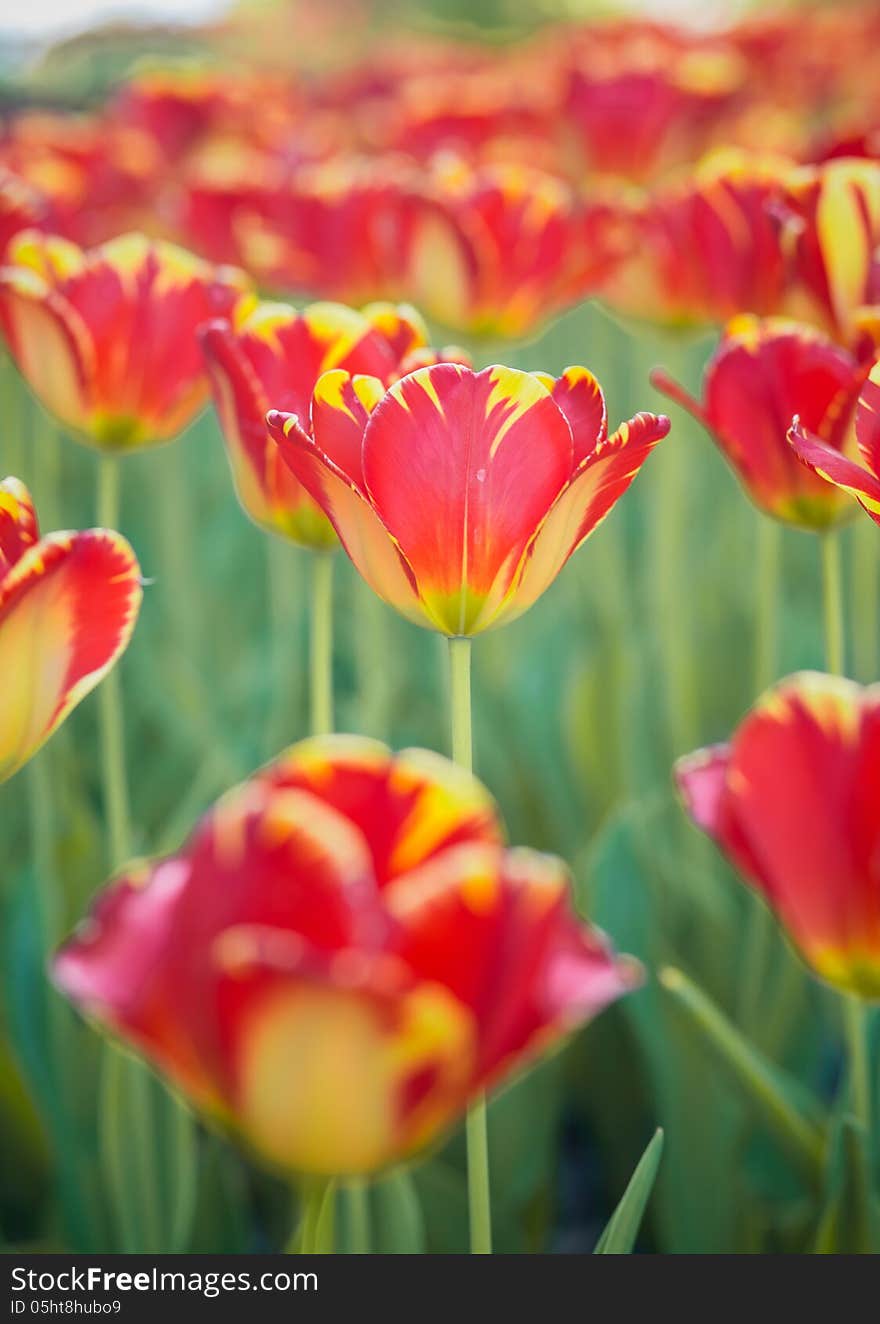 Scarlet tulips in garden. See my other works in portfolio.